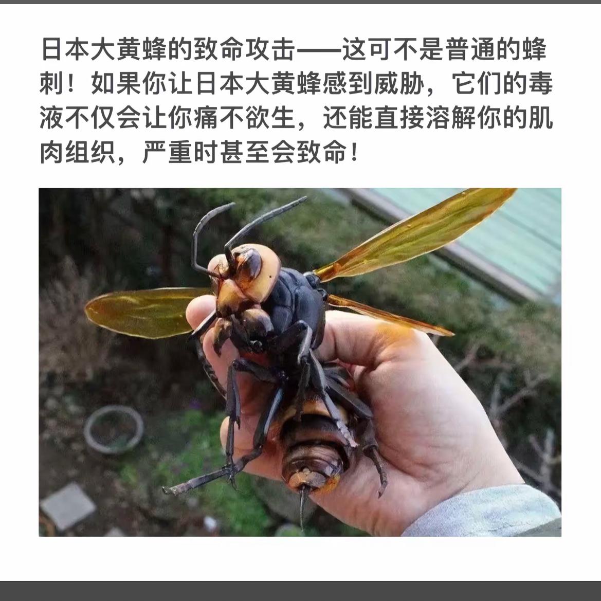 日本大黄蜂的致命攻击，痛不欲生！
