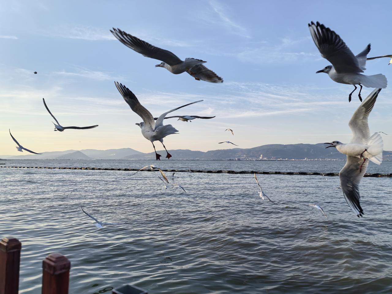 海鸥翩翩起舞，自由翱翔在碧蓝的天空与波光粼粼的海面上。