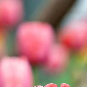 种植 🌷郁金香水培的详细步骤：1.准备材料：首先，你需要准备一些健康的郁金香球