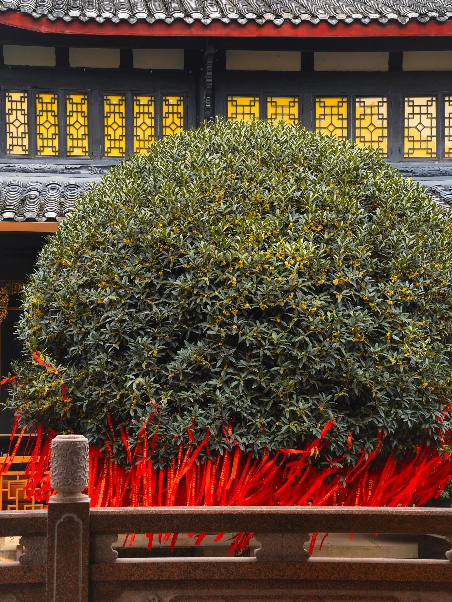 成都｜古刹桂花全开，禅意与美学并存。成都大慈寺内外 桂花飘香  为这座...