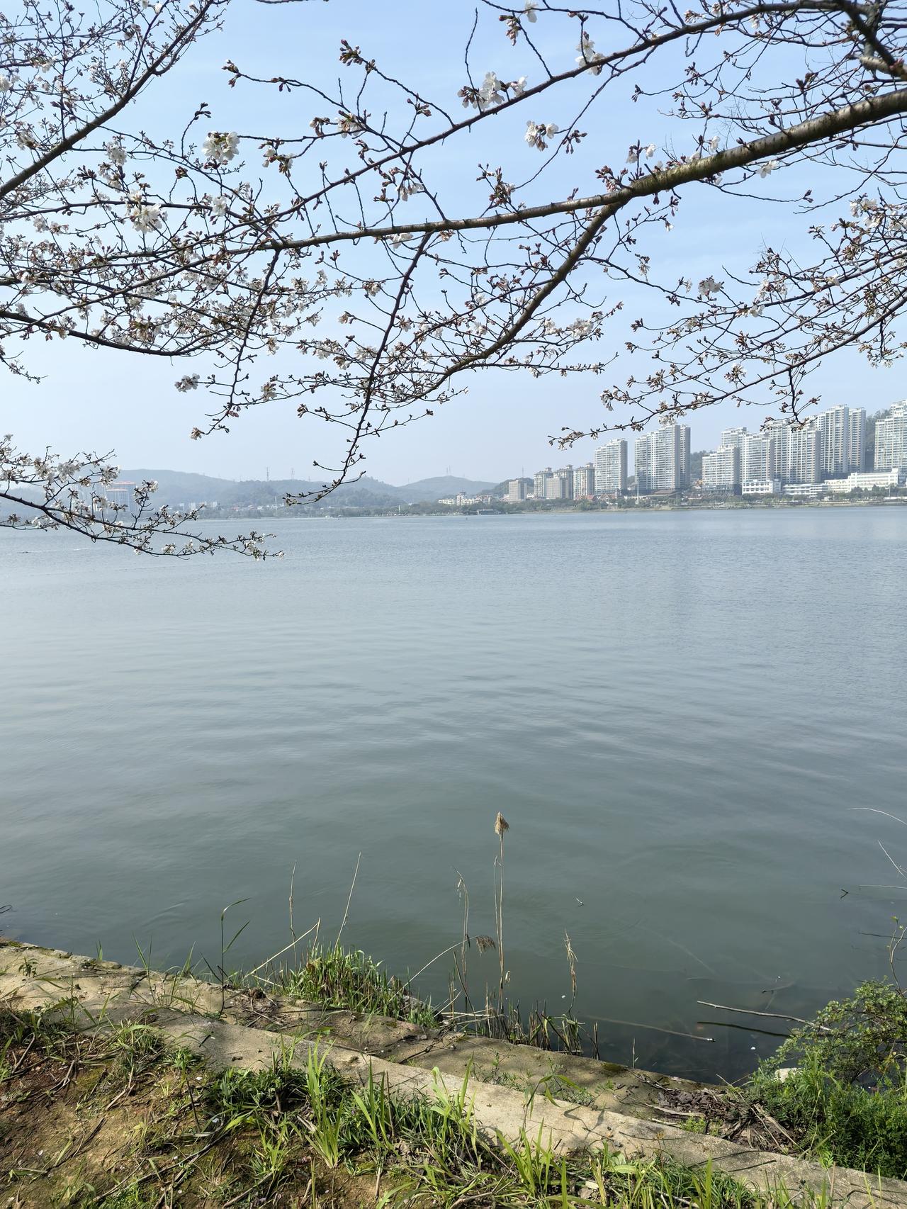 我家窗外就能看到一片绝美的湖水。每次望向窗外，那湖水像一块巨大的蓝色绸缎，在阳光