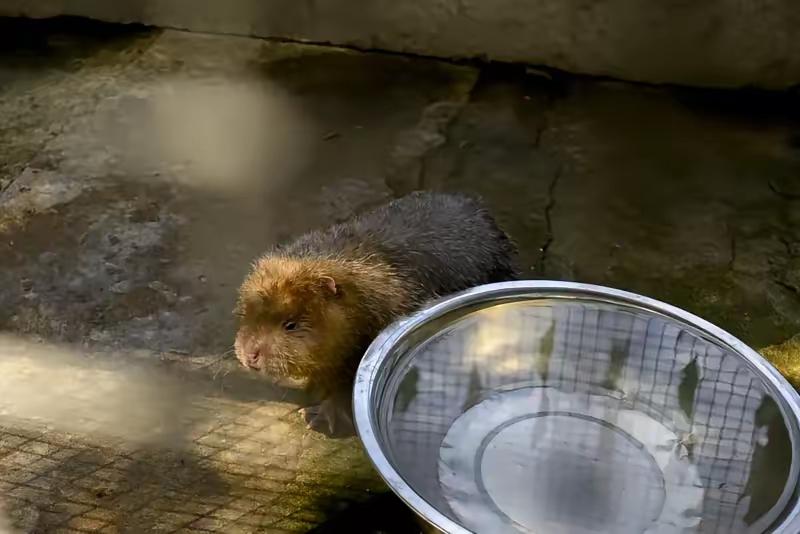 竹鼠养味补身体，但是不能乱吃，它身体带有致命的细菌，一个大哥为吃竹鼠经常去抓，结