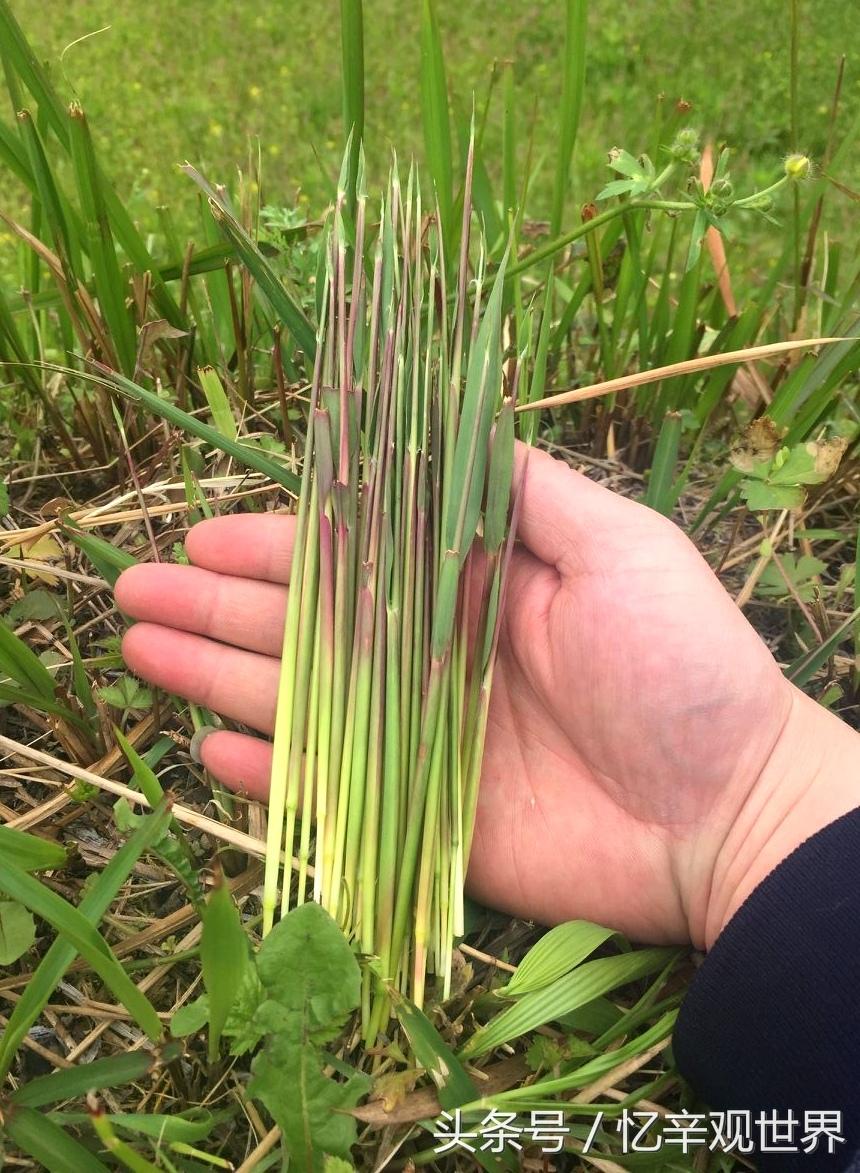春天里拔谷荻（gǔ dí） 
    这是山东本地方言，资料认可的叫法和写法。