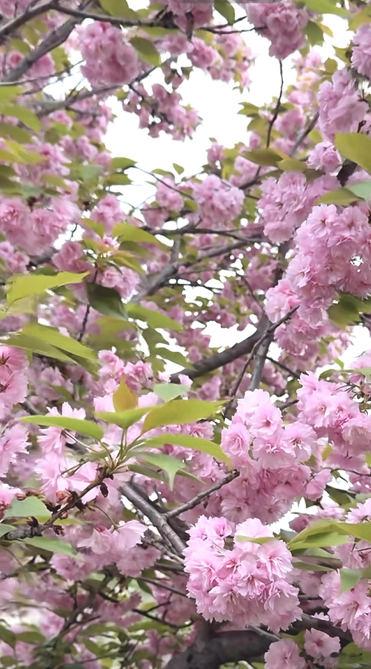 我的今日状态：😁轻松愉快
我这里的天气：☀️晴天，气温适宜，走出家门，踏青赏花