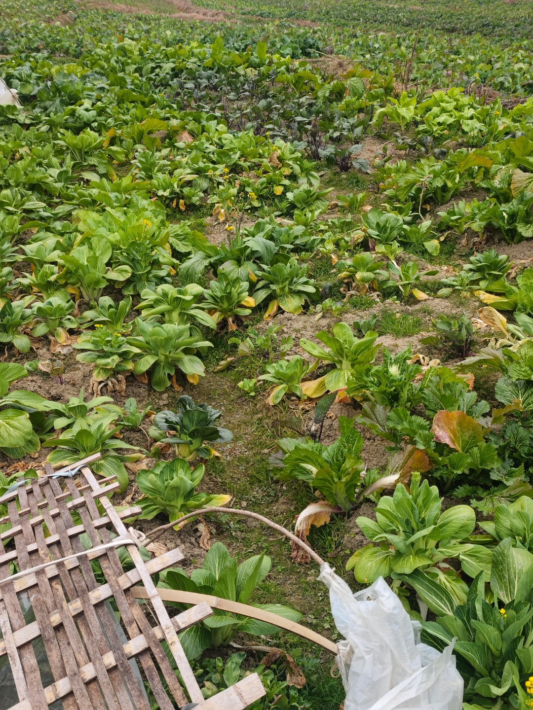 美国网友已经准备在屋前屋后种菜 在家旁边种菜真的很方便，主要是想吃啥直接去地里摘