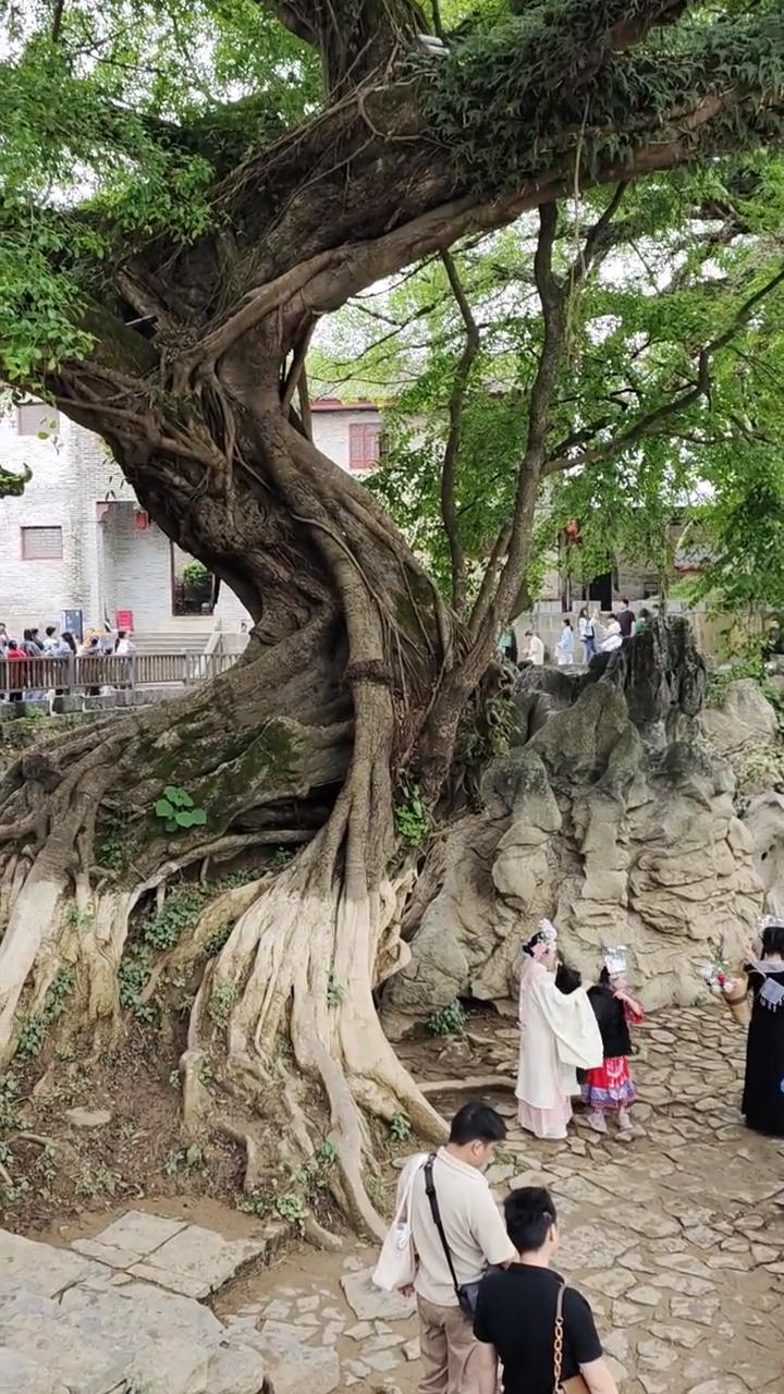 古黄镇姚龙门榕。
龙门榕生长在尧江边上，常年与洪水抗争，盘根错节，树根变形，像是