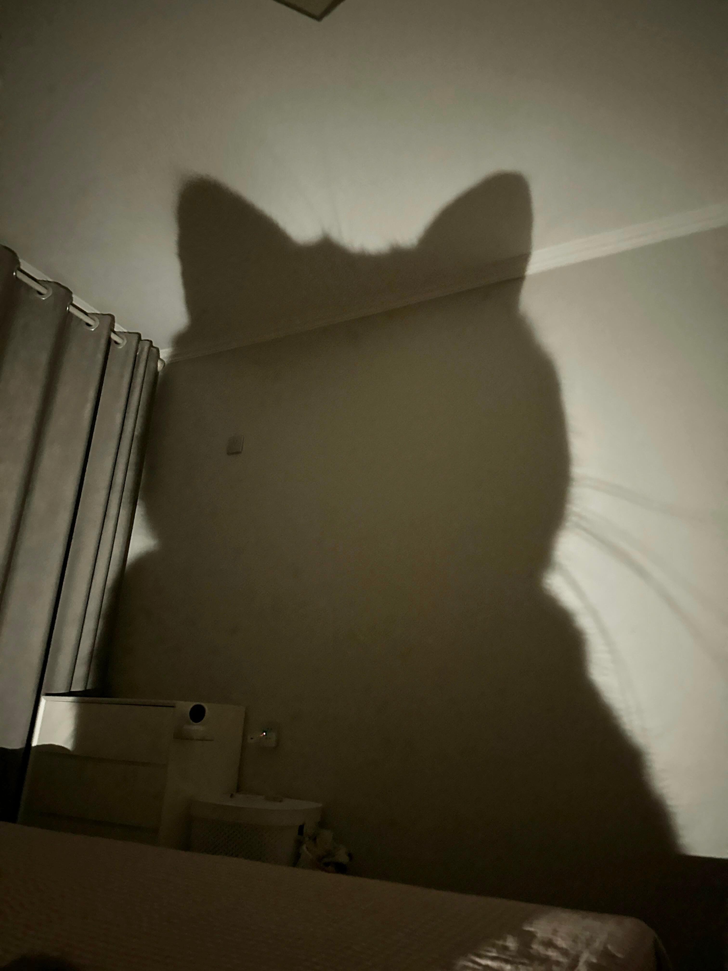 不睡觉的小盆友会被猫猫怪抓走奥！ ​​​