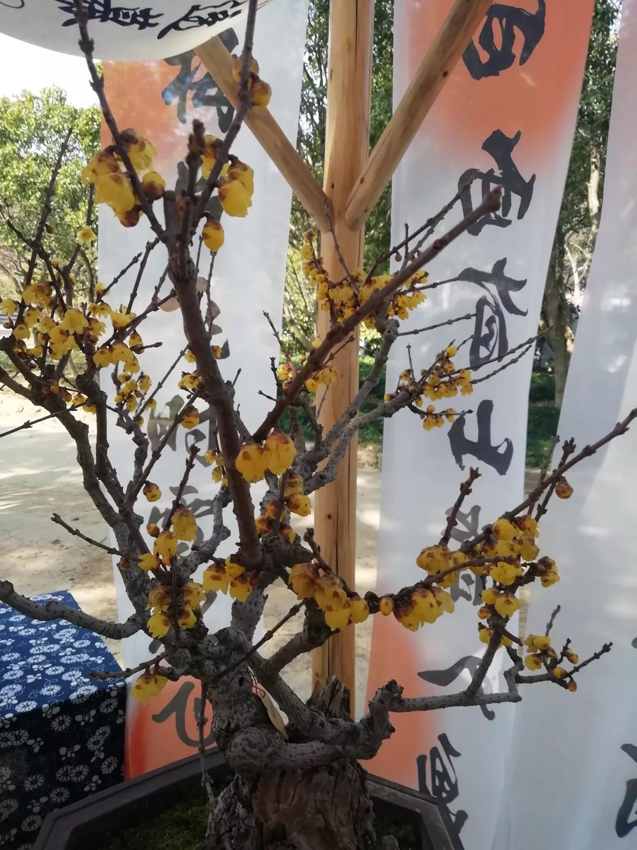 梅花节梅花盆景展览。