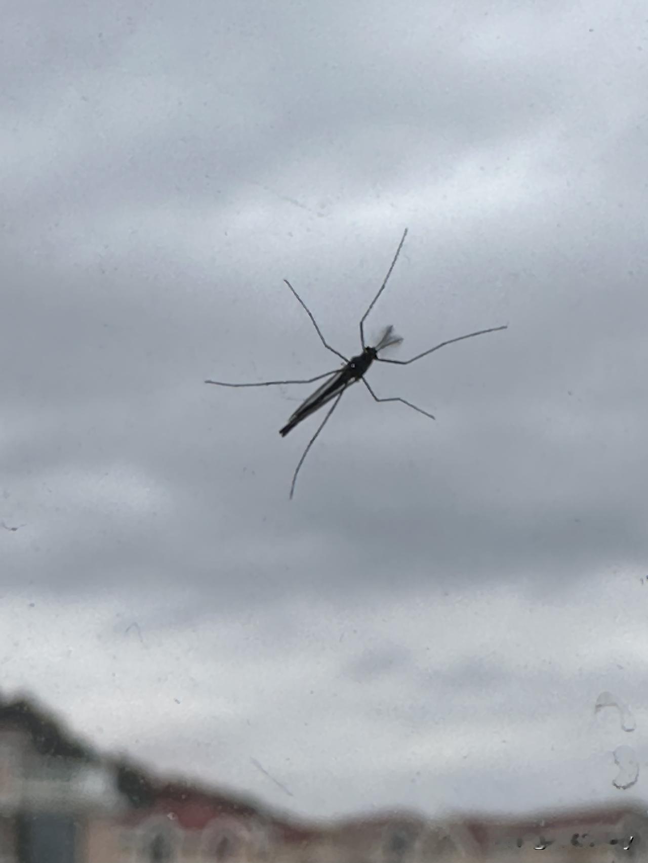 冬窗蚊

寒云垂野色，瘦影贴冰窗。
翅凝风里寂，足挂日边霜。
未肯随秋尽，犹思夏