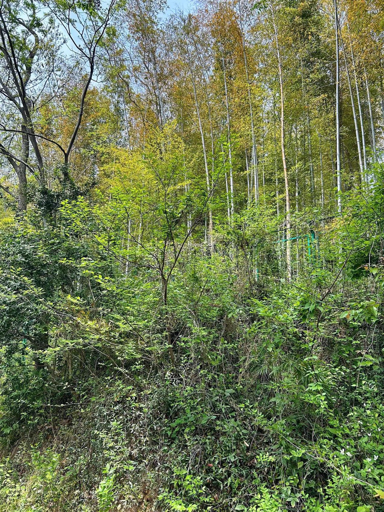 诚邀下联
树大根深；
枝繁叶茂。