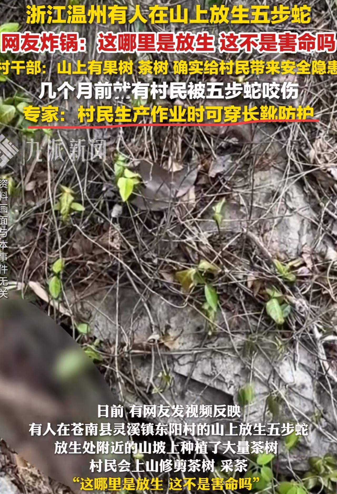 真是缺了大德！有网友发视频称浙江温州有人在山上放生五步蛇！放生附近的山坡上种植了