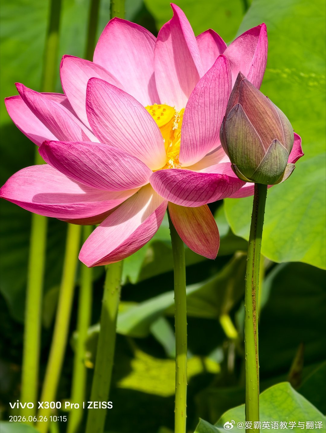 生命，不惊不扰；感情，不浓不淡；人际，不远不近；缘份，不多不少；时光，不长不短；