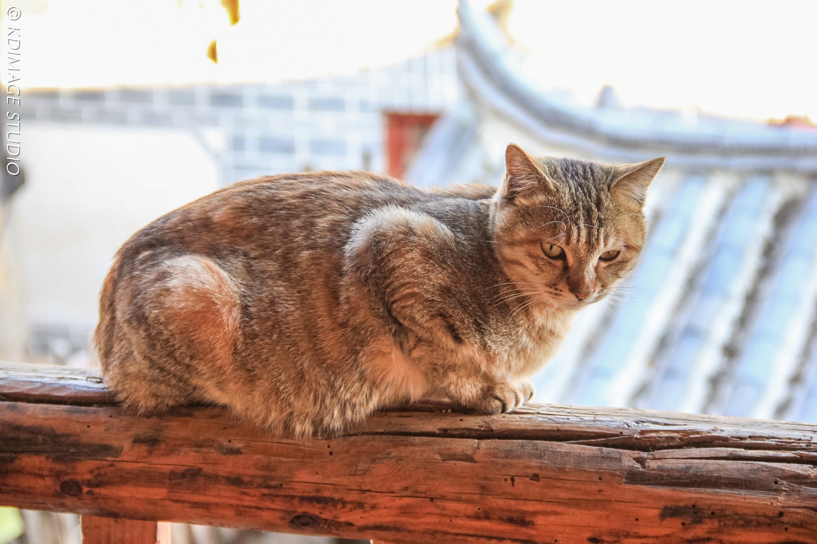 对于流浪猫狗来说，“家”是一个奢侈的词汇。它们可能从未睡过温暖的床，从未在风雨中