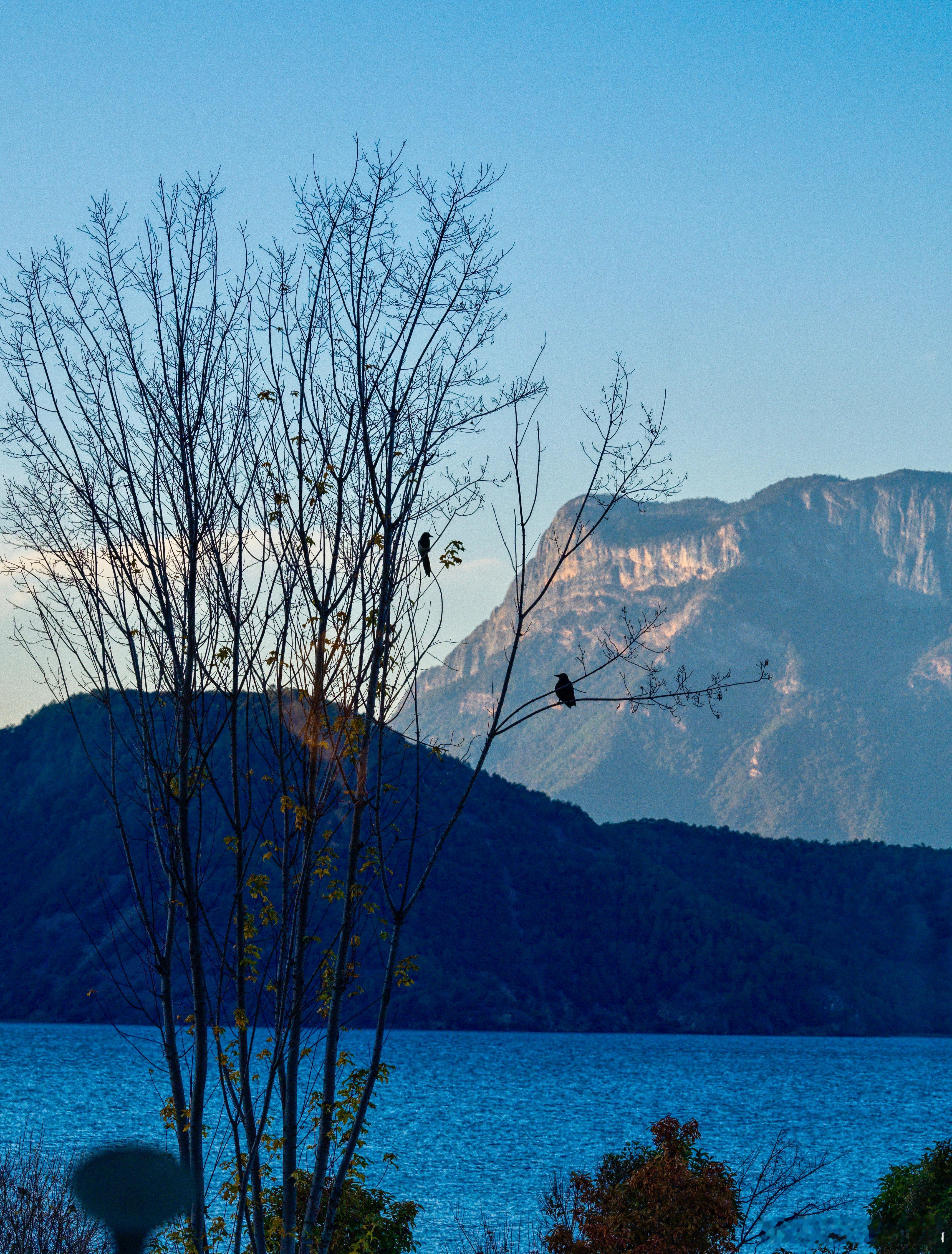 拍到一对在谈恋爱的鸟儿🐦