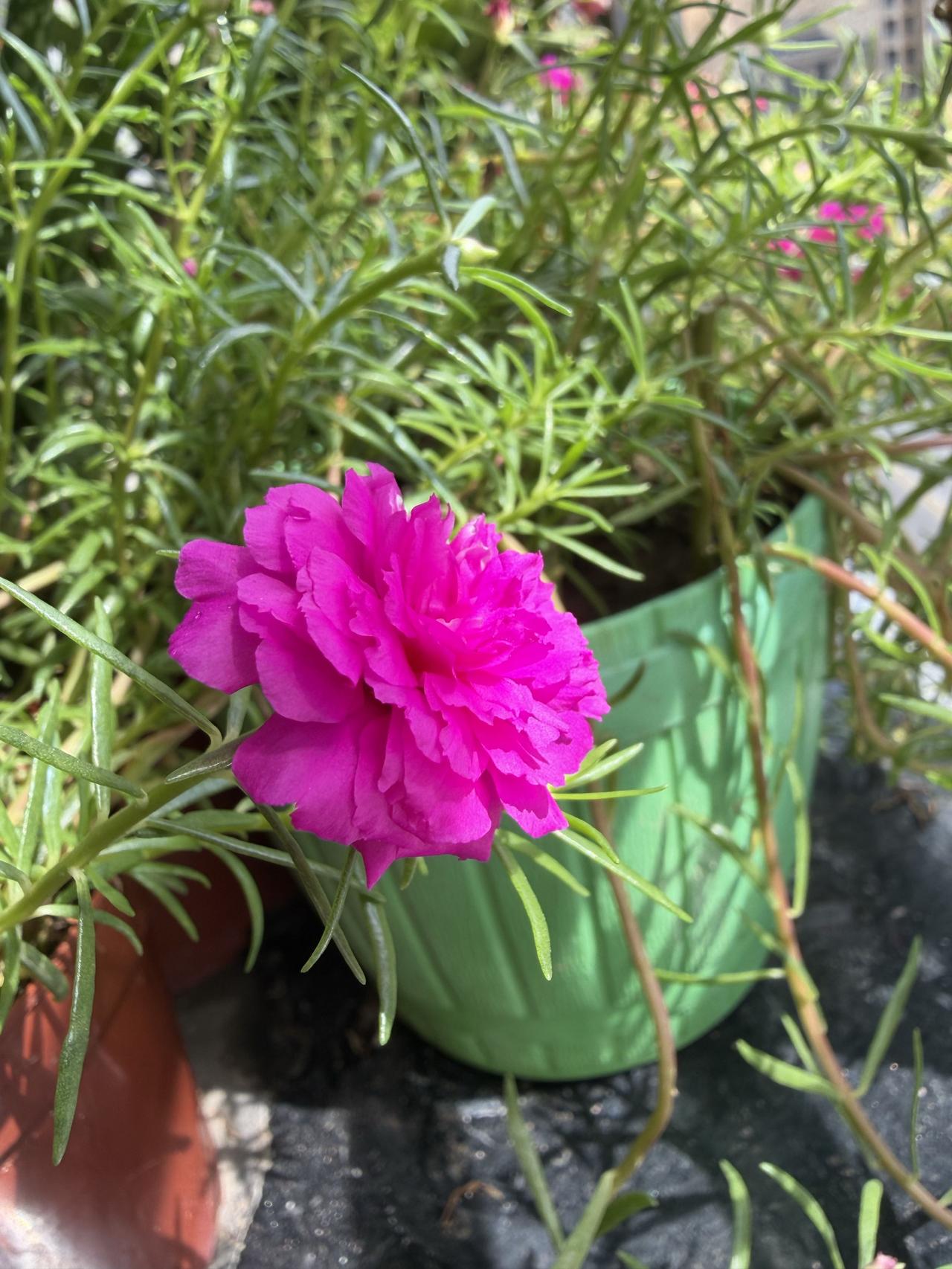 花花世界