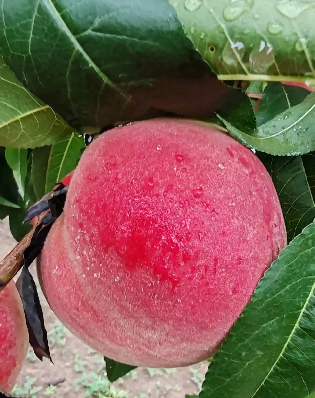 假如我是桃，总把笑脸相迎每一位顾客，让你来了就不想走，让你看上去就会垂涎三尺。这