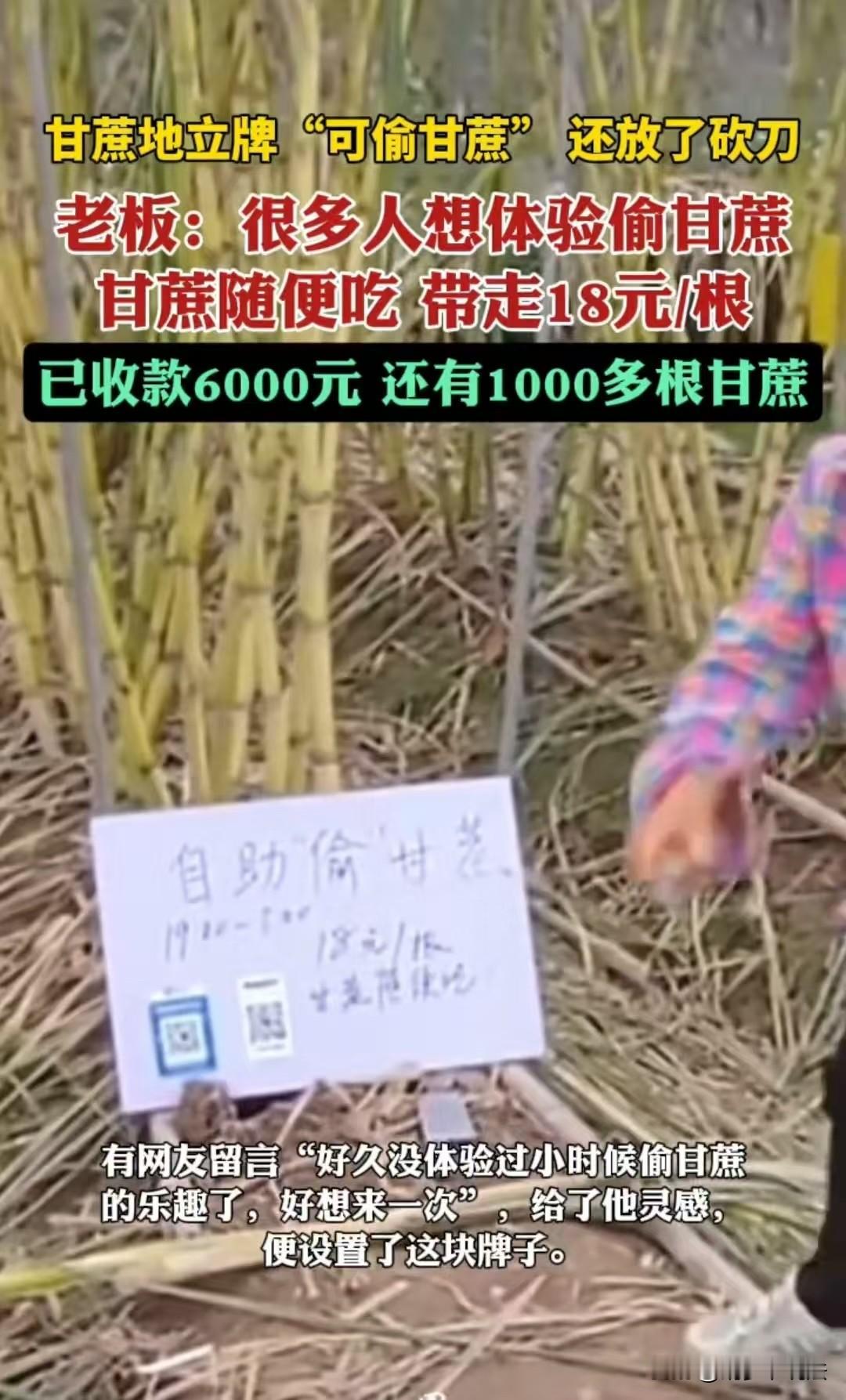 杭州，甘蔗地的主人邀约网友们去偷甘蔗，还给大家放了一把刀在那里，生怕大家偷的时候