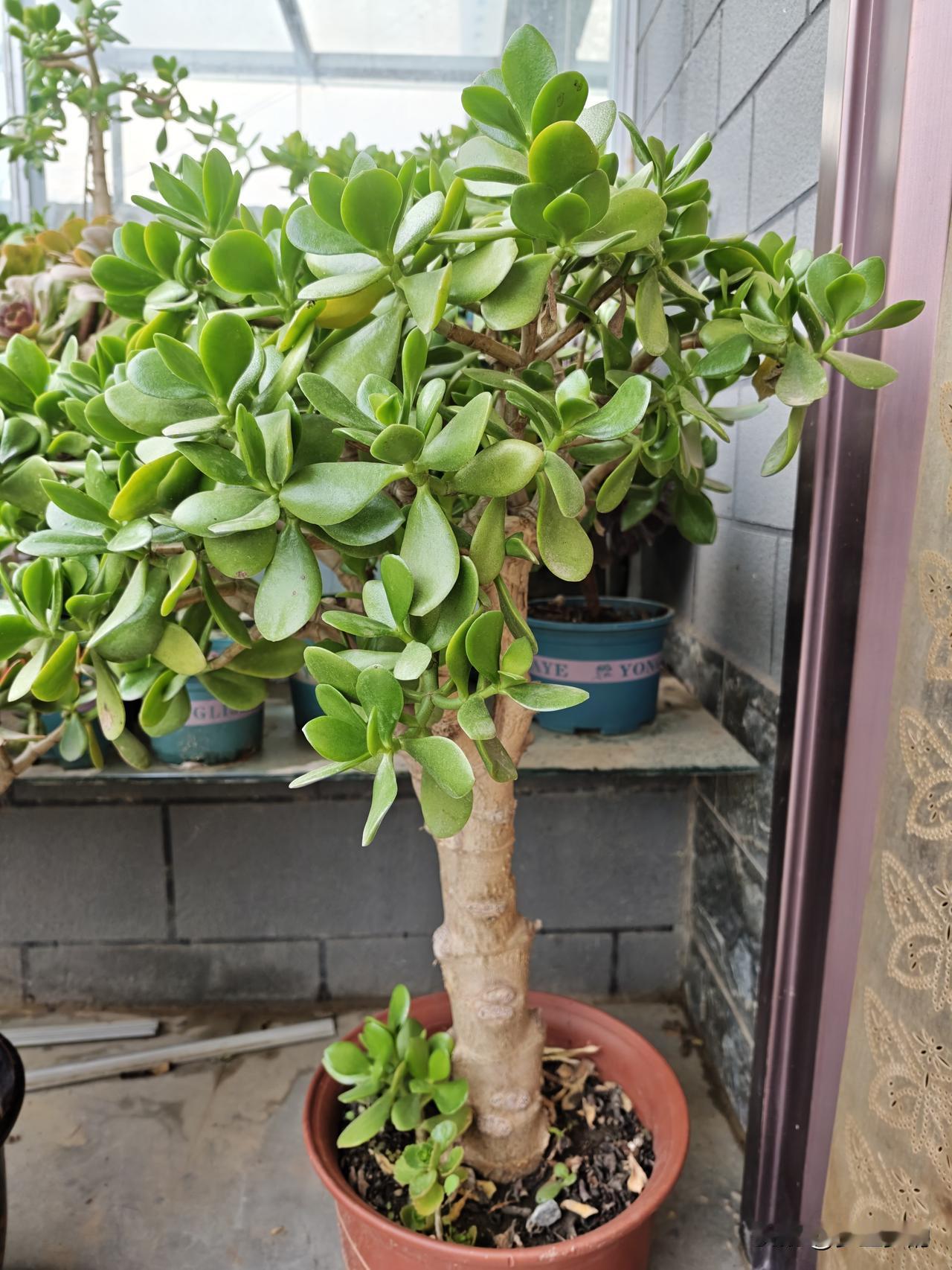 想要玉树开花，必须具备这些条件，首先就是要有充足的光照，尤其是入秋以后进入第二个