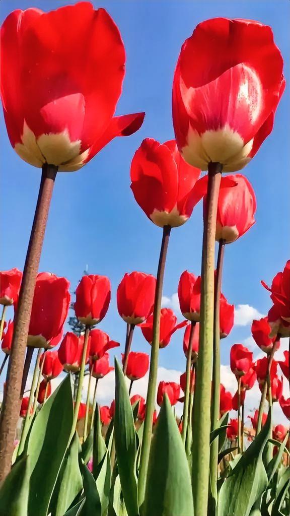 美丽鲜花盛开，美好风光无限，想要的随时取走！
绝美花朵随手拍 
鲜花盛开的风景 