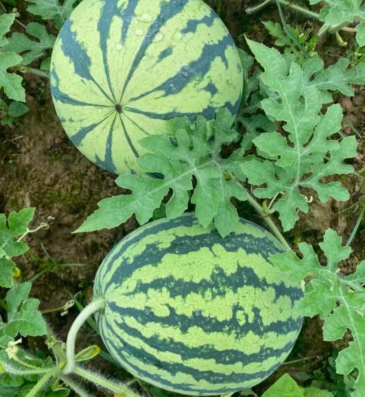0000西瓜种植方法 1、需选疏松肥沃、排水良好的沙壤土，播种前深翻土地并施足基