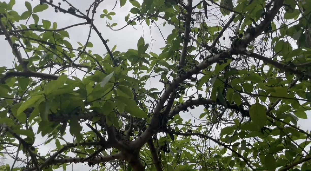 深圳马路上这些长满果果的树，
是什么树呢？