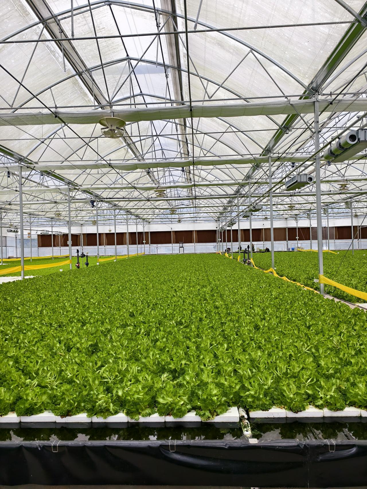 这里是宜昌最先进的植物工厂！
这个先进的连栋温室里，湿帘、风机、遮阳网、各类传感