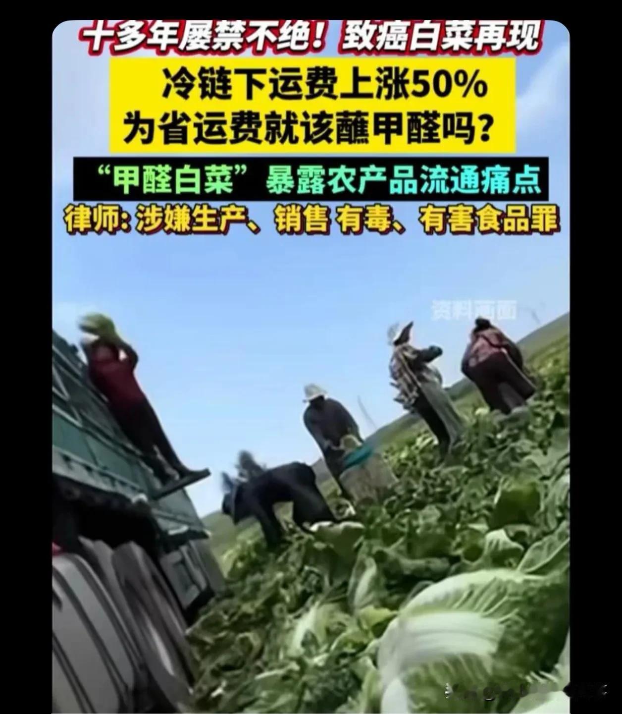 不止白菜，老家家里种的蔬菜只能放两三天就焉吧了坏了，现在的蔬菜水果放半个月一个月