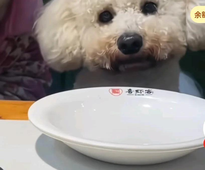 顾客带狗就餐并拍视频发网上，店主发现后砸碎600多套餐具，损失约八九千，
并停业