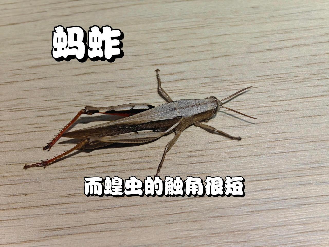 总算分清楚蛐蛐、蝈蝈和蚂蚱了

蝈蝈、蛐蛐和蚂蚱是我们生活中常见的三类昆虫，它们