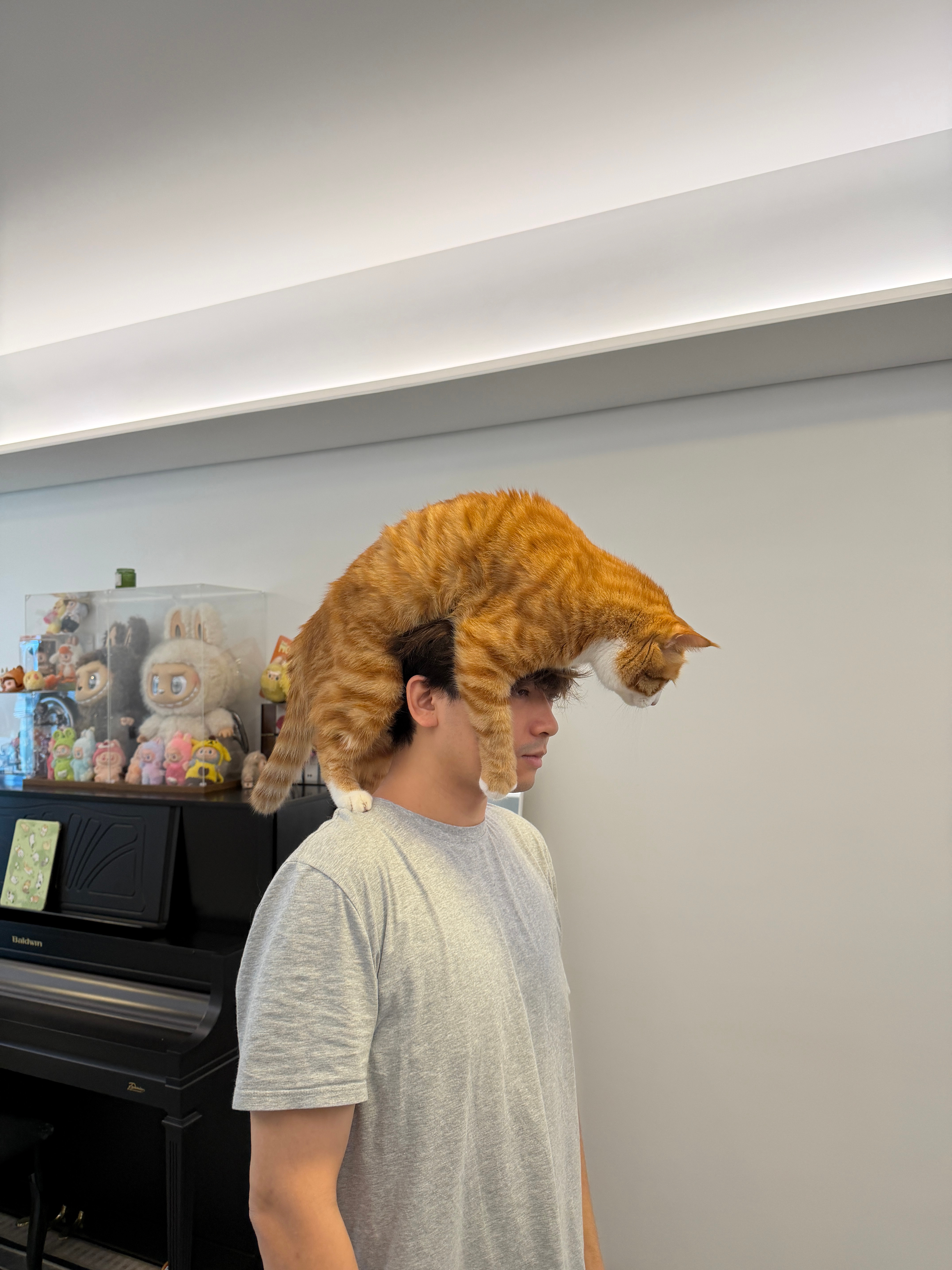 大魔王戴上了他的猫猫帽帽～咪包奇