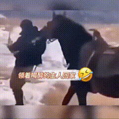 这家没这匹马都得散，太不省心了！

老马就是操心的命，叼着主人走路总比驮着轻快，