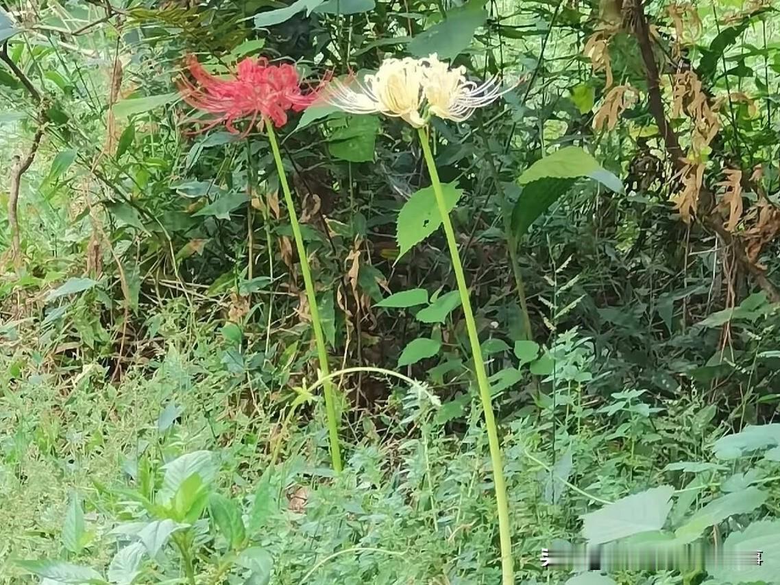佛经中的华曼殊沙华
花开千年，花落千年，等不到你的出现。我生君未生，君生我已去。