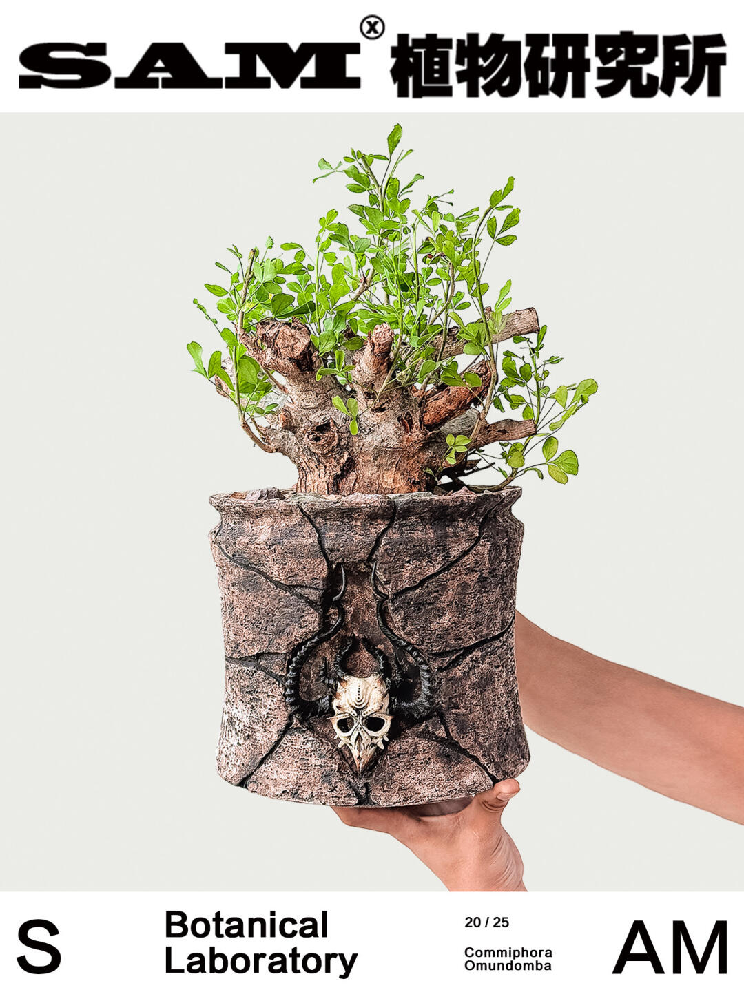 OM没药橄榄｜Commiphora Omundomba
