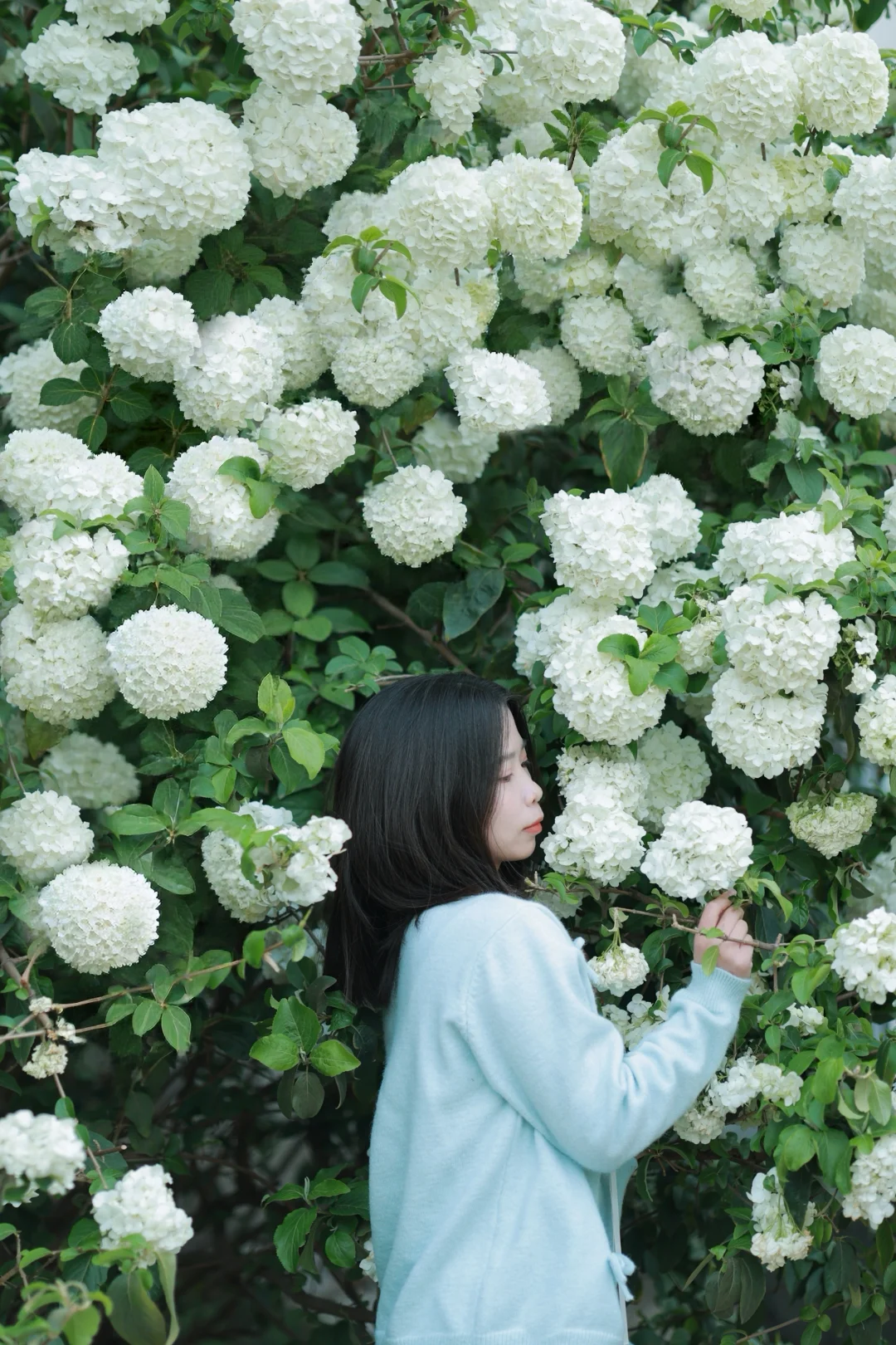 武汉4月顶流！16处木绣花即将开爆...（合集）