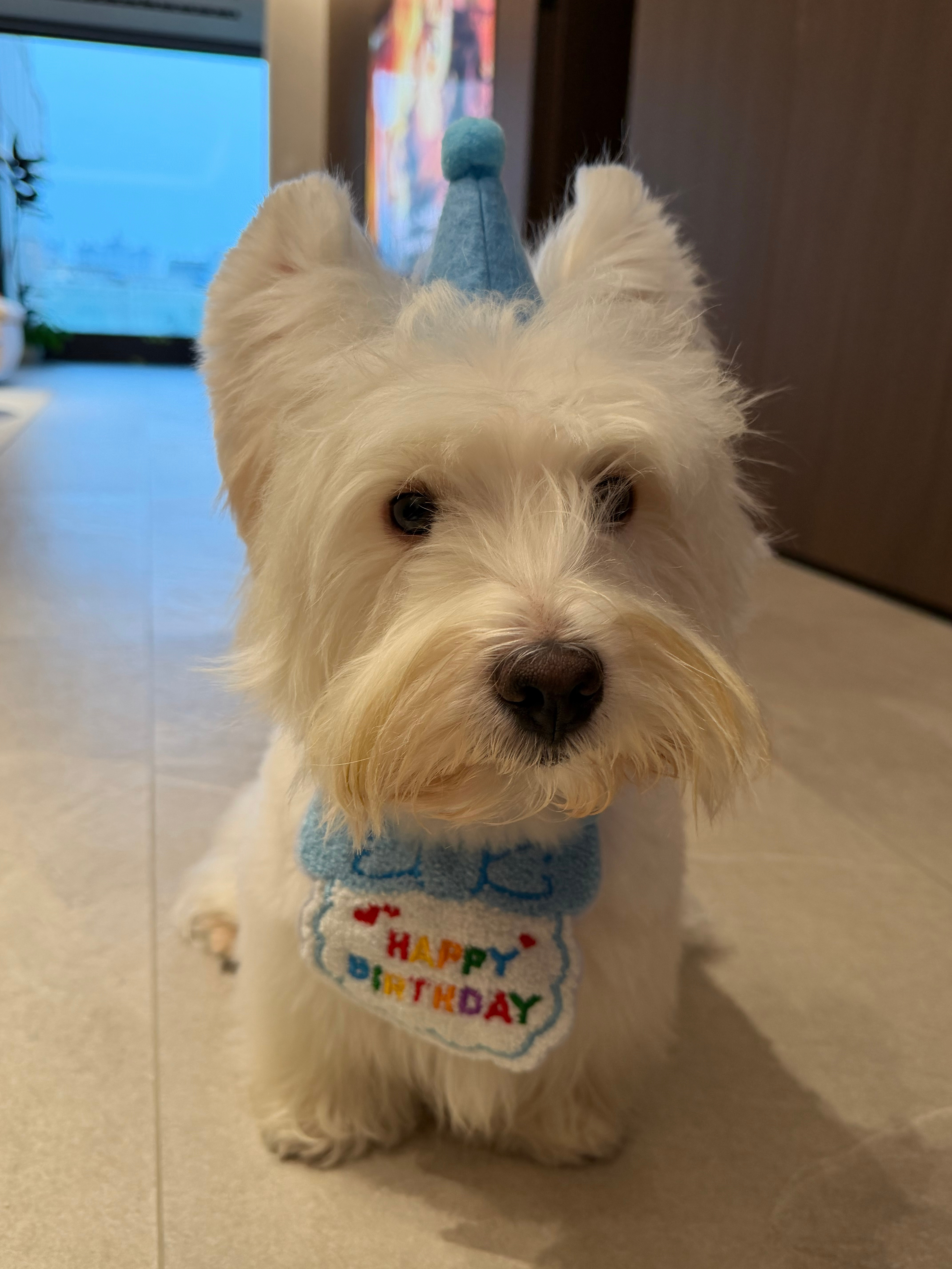 Tutu两岁生日快乐🎂Bowen的plog张博文Wener 北京