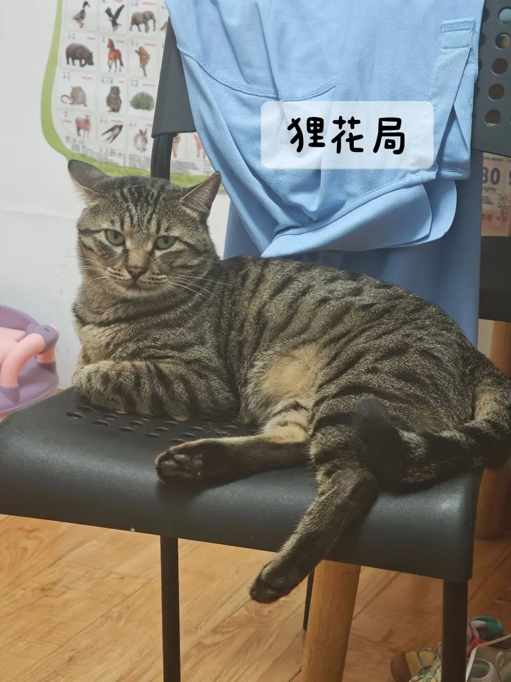 老祖宗优选之～狸花猫！