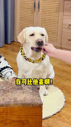 笑不活了，这狗子妥妥人精一个！起初主人投喂食物，狗子脑袋摇得像拨浪鼓，说啥都不碰
