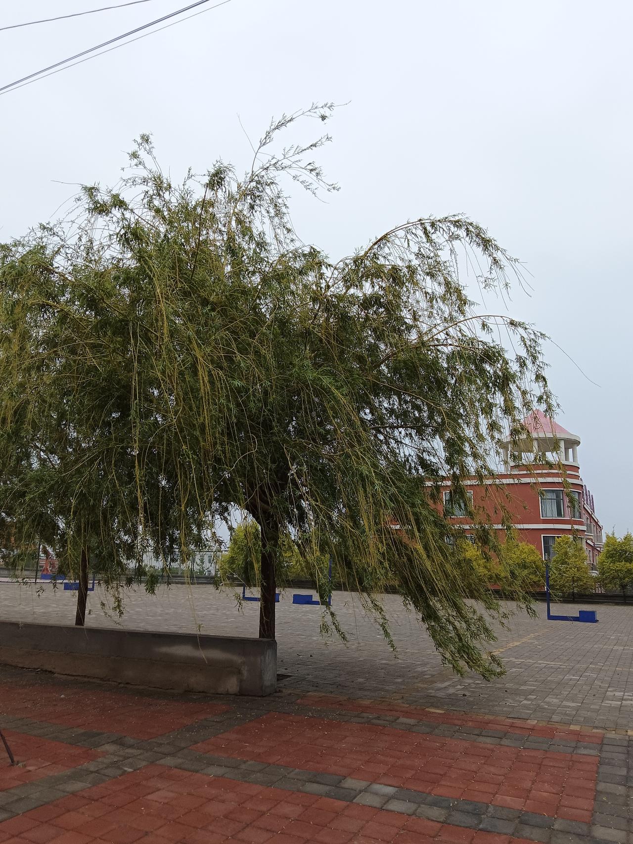 风吹柳絮舞，静看岁月长。
