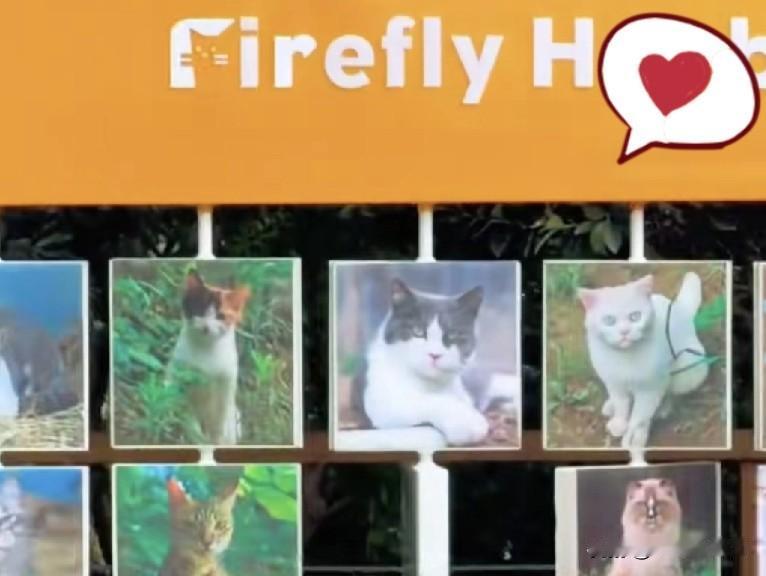 爆火撸猫乐园！600只流浪猫自己打工赚猫条。
 
重庆南滨路这个新开的撸猫乐园，