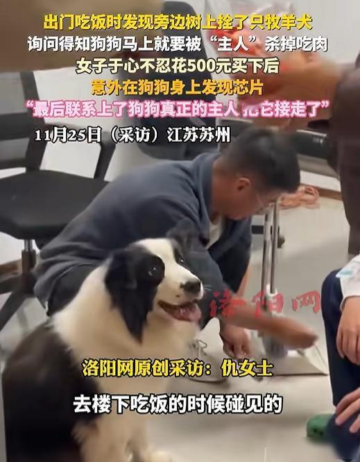 良心不会痛吗？苏州一女子出门吃饭，竟然发现路边树上拴了一条牧羊犬，正可怜巴巴的望