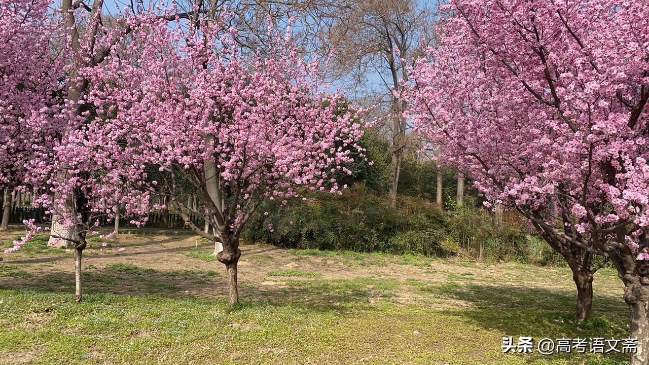 晒图笔记大赛粉嫩樱花树下的浪漫春日🌸