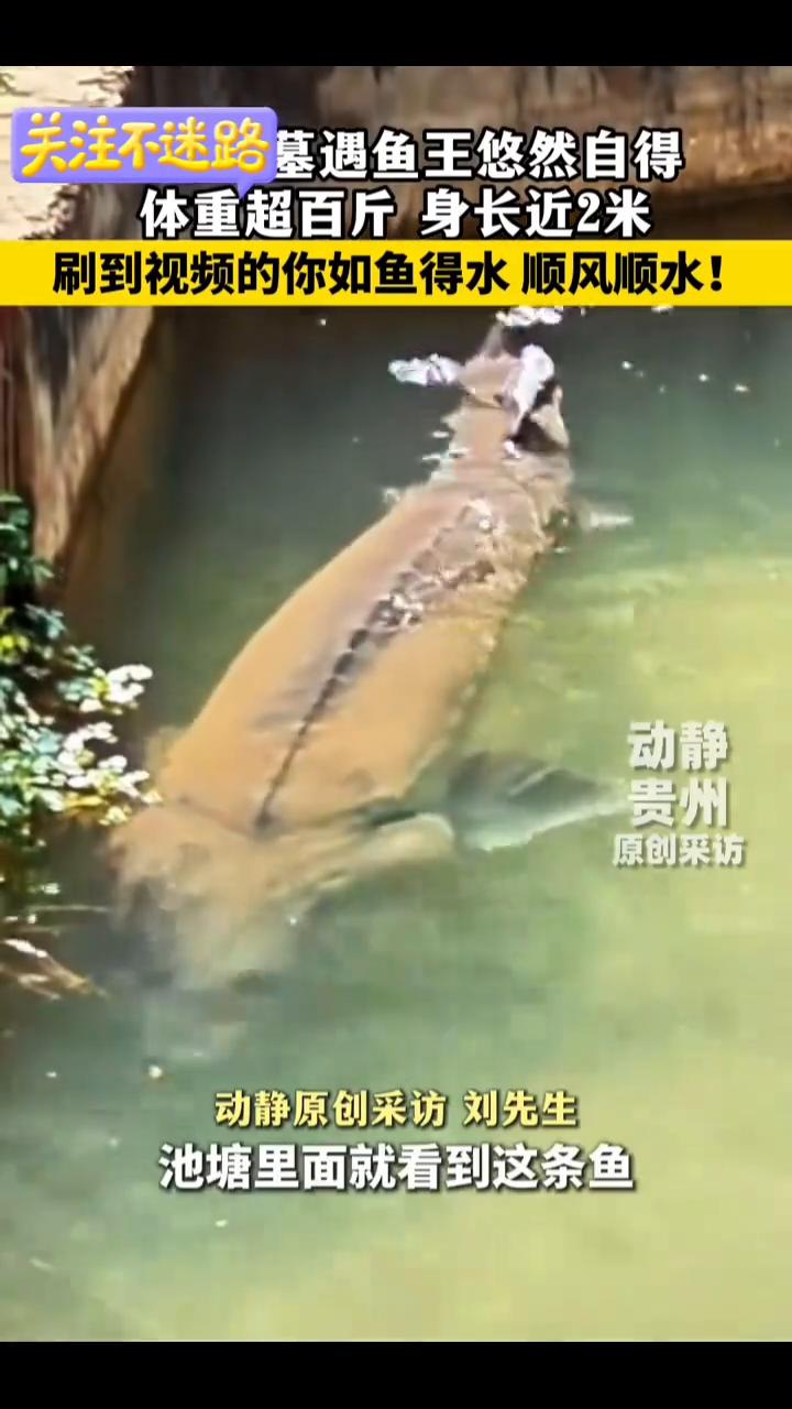 墓遇鱼王悠然自得，体重超百斤，身长近2米。
动静原创采访刘先生。
近日，贵州威宁