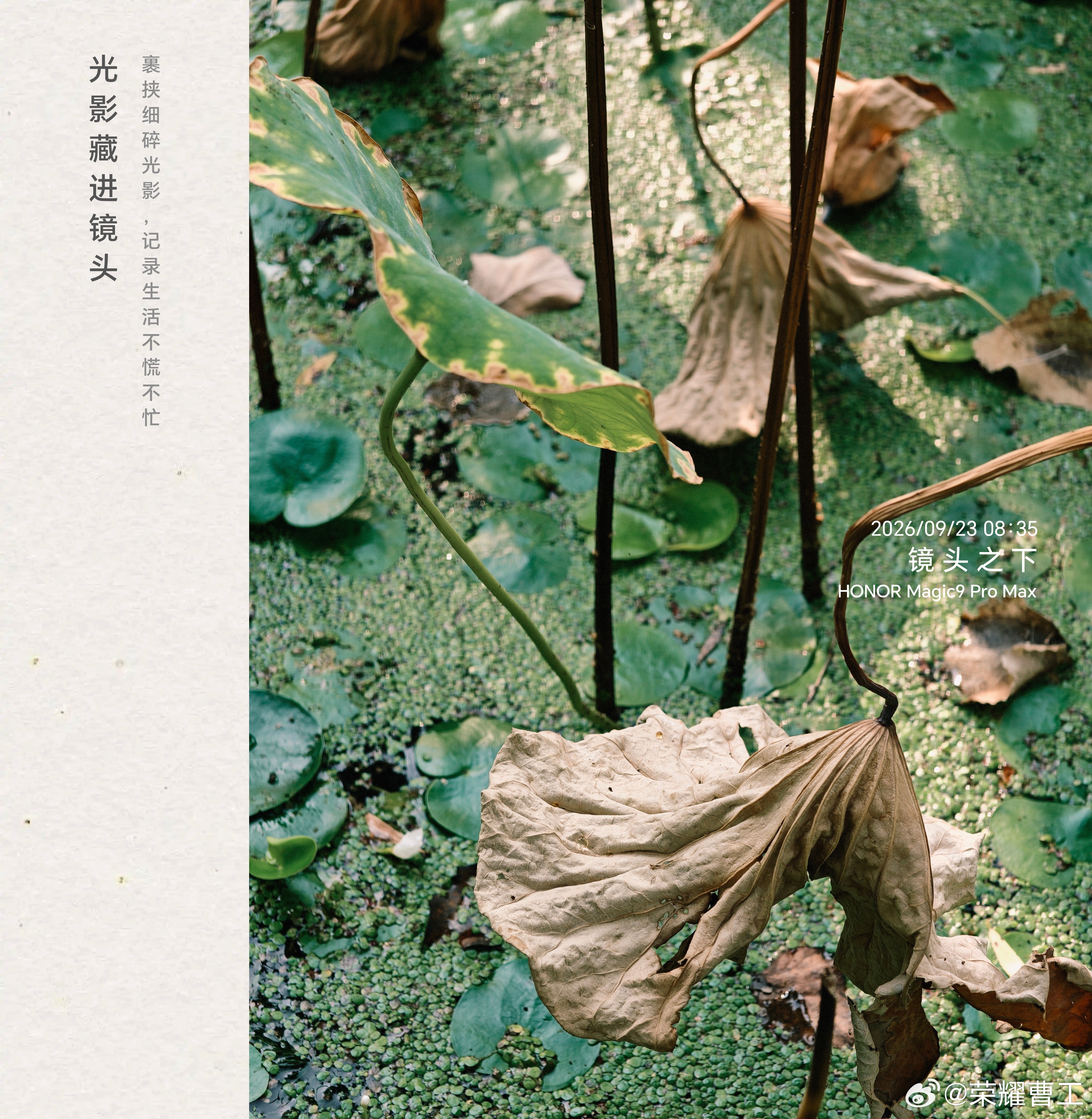 早ﾉ☀顺手拍了张荷塘里的残荷，枯枝在水面上划出的线条还挺好看。秋天 就这么来了，