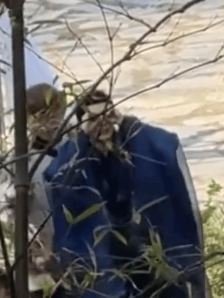 #邓为牌望远镜#邓为手动望远镜🔭又上线啦 为为：快让我看看怎么回事#邓为手动望