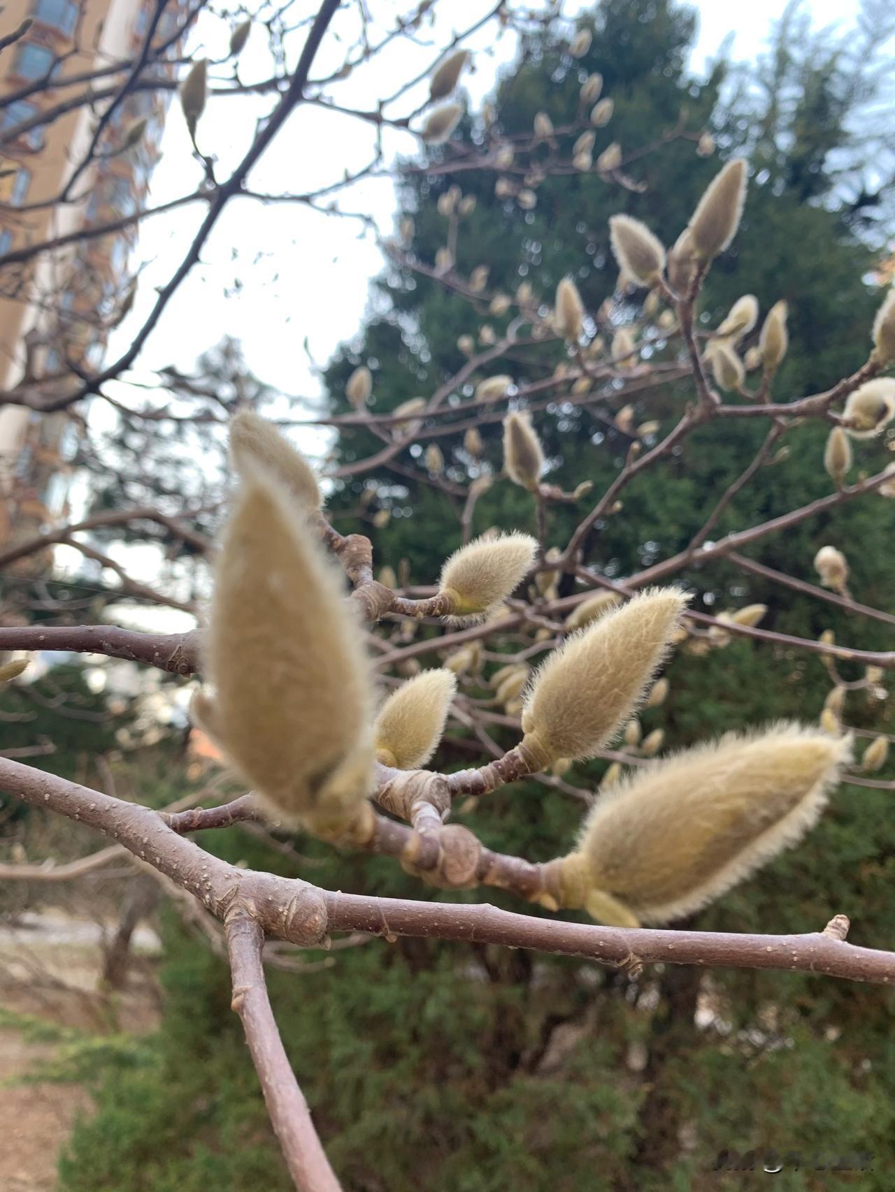 中药知识：玉兰开前辛夷香，气扬通利性向上
正是“辛夷花白柳梢黄”的季节。辛夷花苞