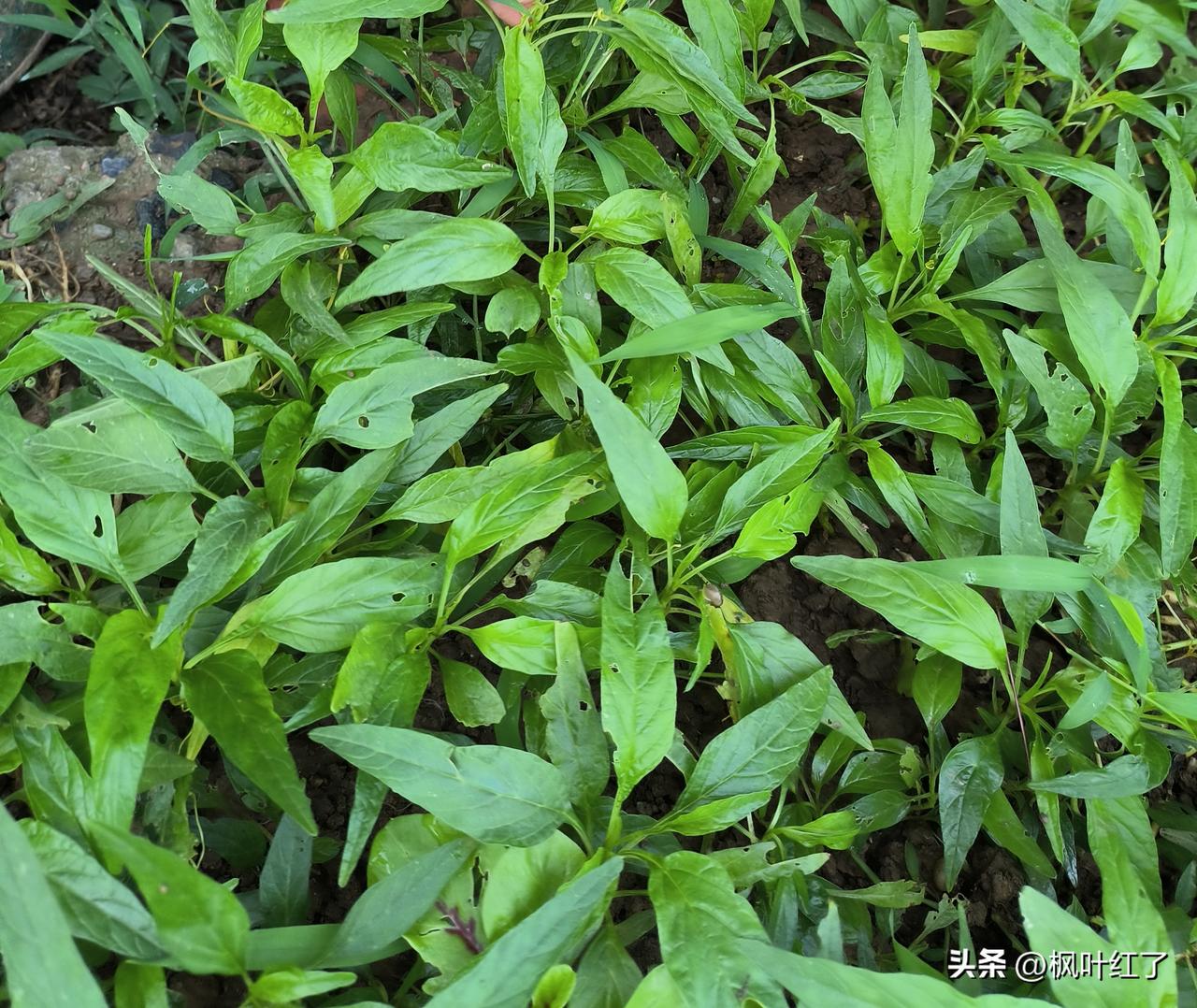 农村自家种的蔬菜真的不打农药吗?自家种菜就是为了自家吃的，肯定不能打农药的。不追