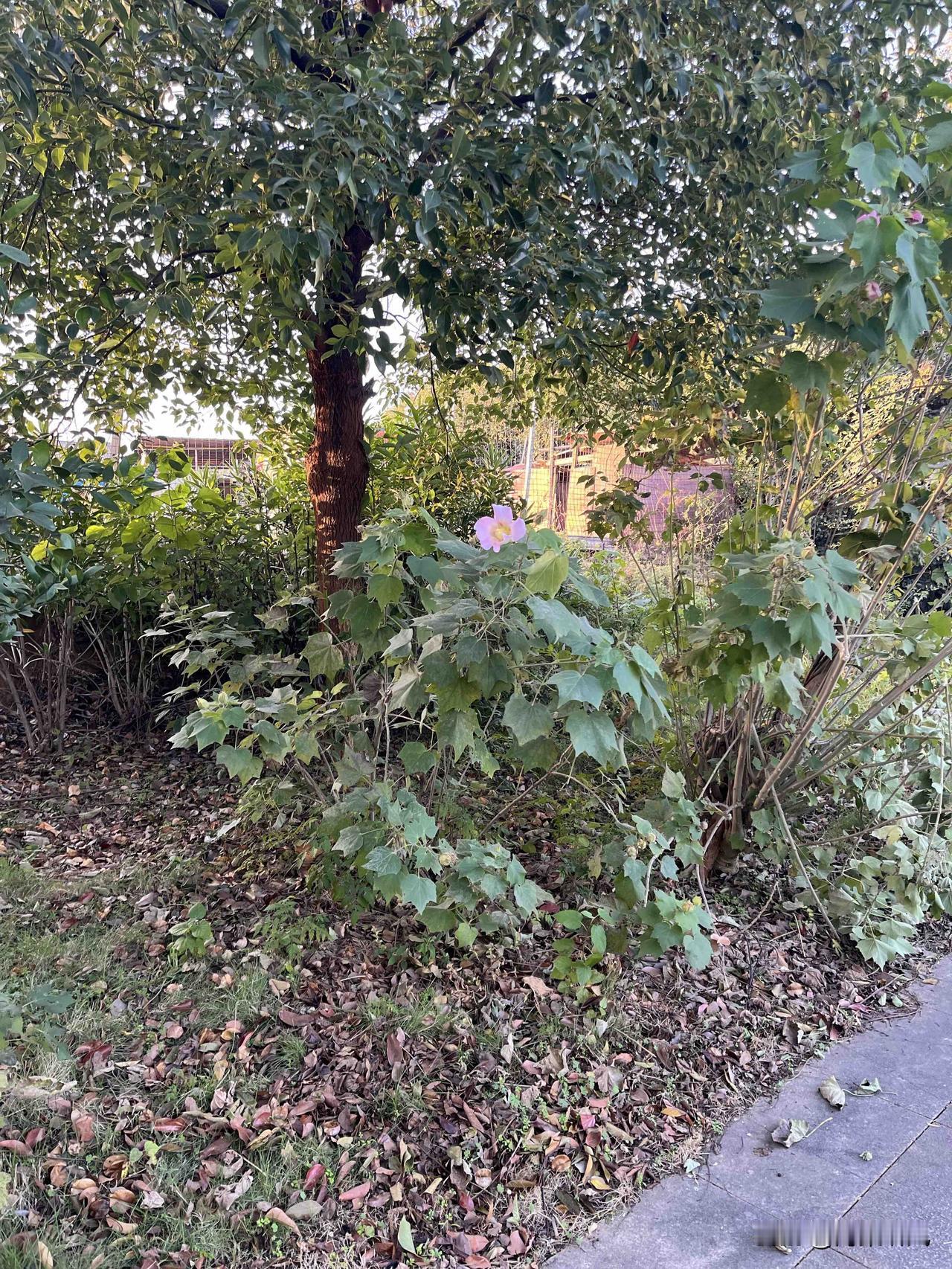 上了一周班直接给我干迷糊了😭。

今早赶公交脑子还停在周末模式，戴着耳机刷手机