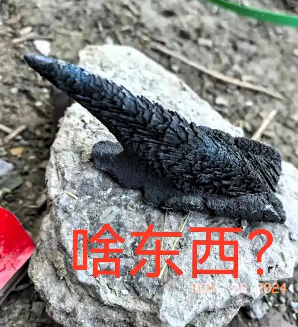 这是啥东西？有哪位大仙知道？？谁见过这种东西 谁见过这是啥呀 这是啥东西🐸 这