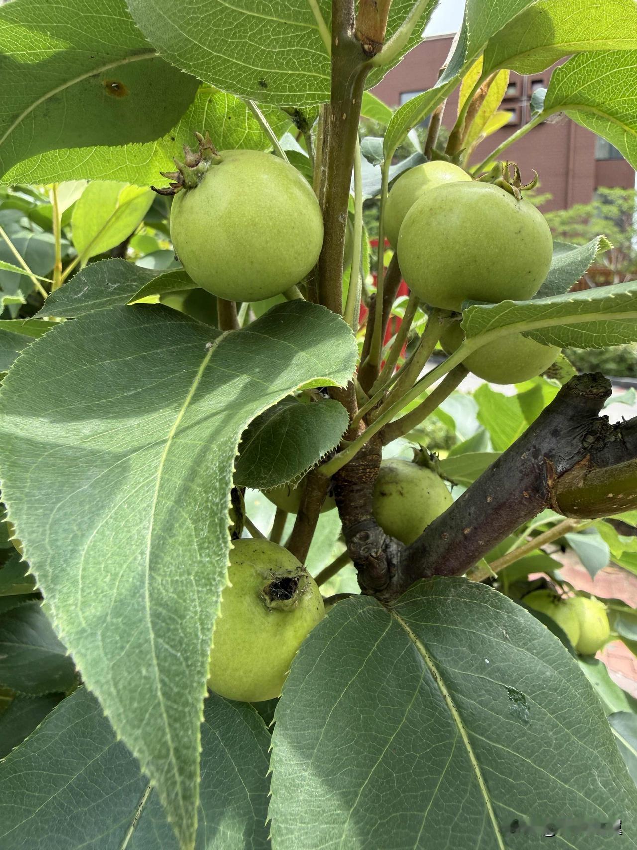 【小对联】
上：……？
下：认捐。