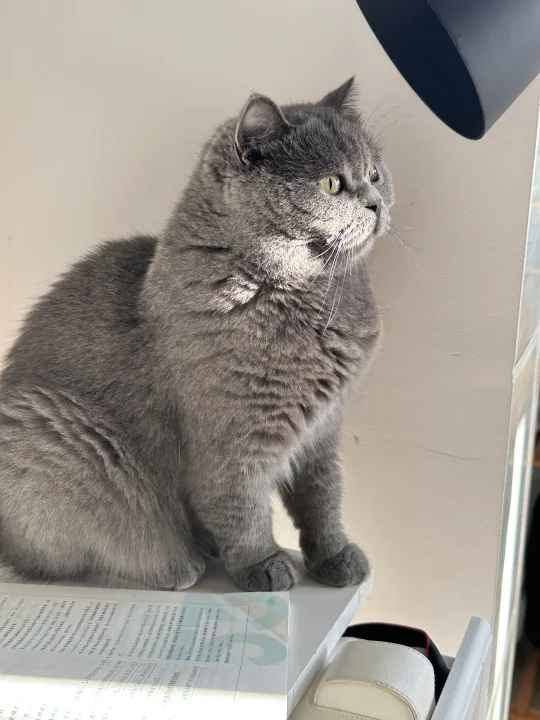 今天的蓝猫真的好乖呀～